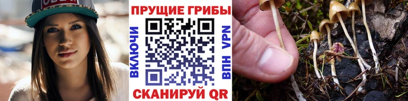 Псилоцибиновые грибы мицелий  Новоуральск 